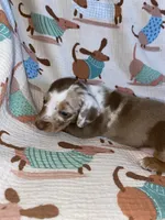 spot, a male Miniature Dachshund for sale in Fort Defiance, VA – 4 of 5