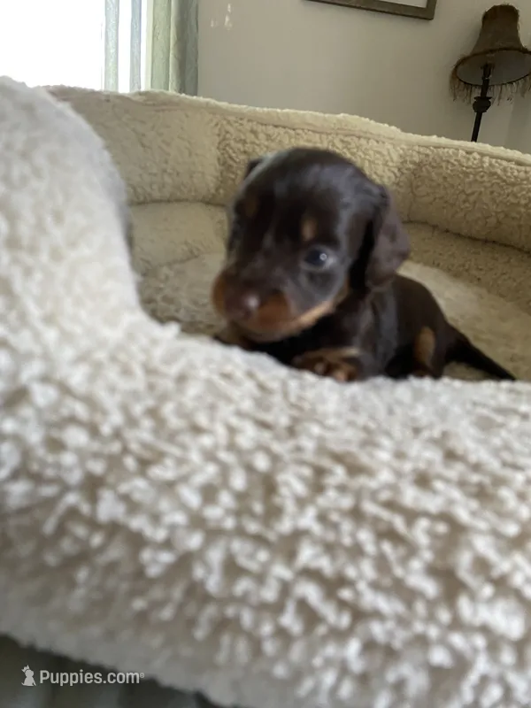 buddy – Miniature Dachshund puppy for sale in Fort Defiance, VA