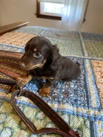 buddy, a male Miniature Dachshund for sale in Fort Defiance, VA – 3 of 8