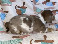 spot, a male Miniature Dachshund for sale in Fort Defiance, VA – 3 of 5