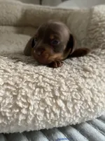 Daisy, a female Miniature Dachshund for sale in Fort Defiance, VA – 9 of 9