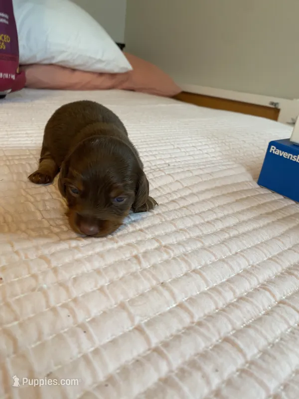 curly – Miniature Dachshund puppy for sale in Fort Defiance, VA