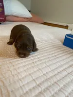 curly, a male Miniature Dachshund for sale in Fort Defiance, VA – 1 of 1
