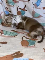 spot, a male Miniature Dachshund for sale in Fort Defiance, VA – 2 of 5