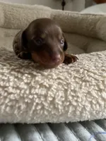 Daisy, a female Miniature Dachshund for sale in Fort Defiance, VA – 8 of 9