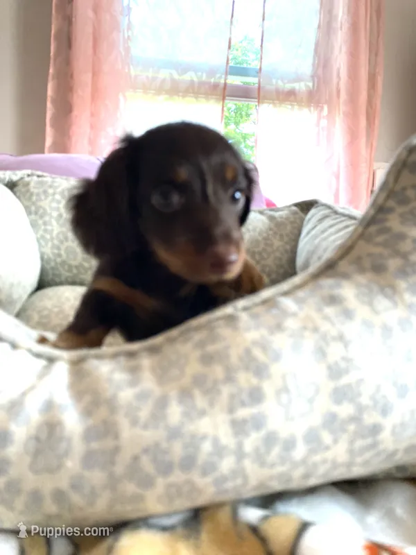 buddy – Miniature Dachshund puppy for sale in Fort Defiance, VA