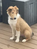 Green Collar, a male Collie for sale in Macungie, PA – Photo 2 of 2