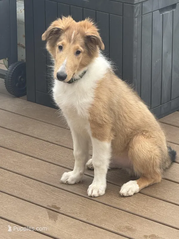 Green Collar – Collie puppy for sale in Macungie, PA