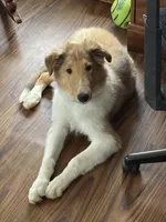 Orange Collar, a male Collie for sale in Macungie, PA – Photo 2 of 2