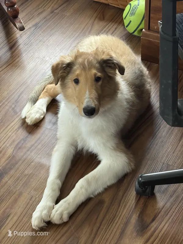 Orange Collar – Collie puppy for sale in Macungie, PA