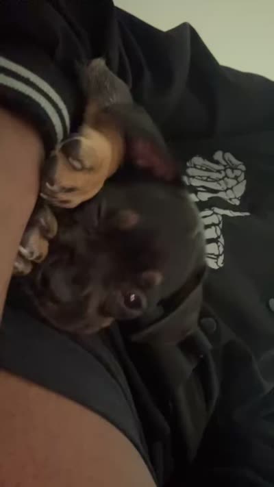Raven, a female American Pit Bull Terrier for sale in Los Angeles, CA – 1 of 1