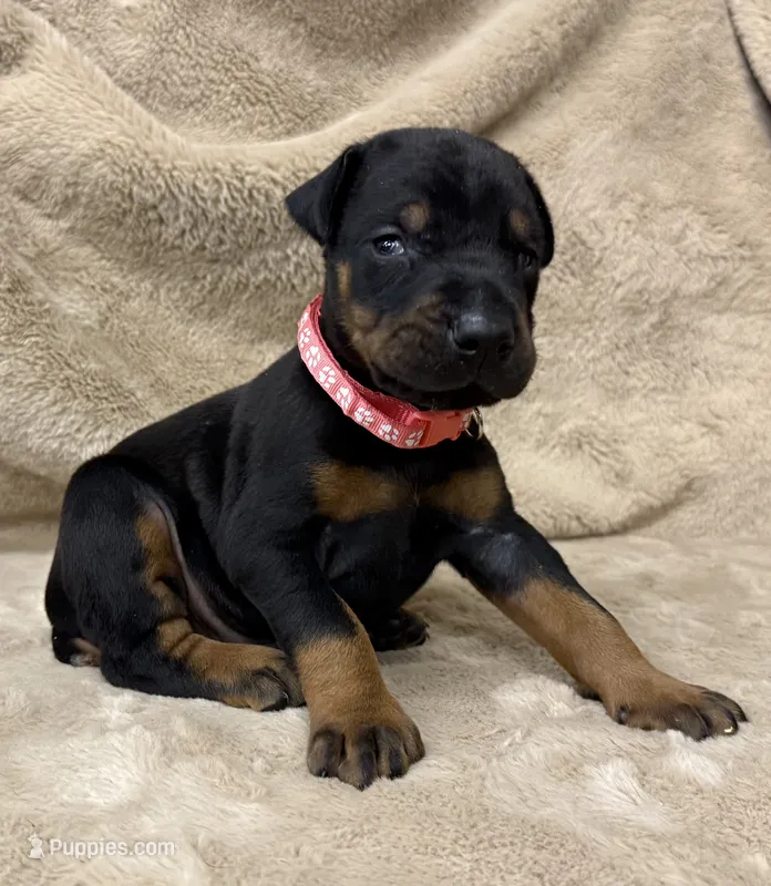 Male Euro 4 Maroon Collar  – Doberman Pinscher puppy for sale in Newton, NC