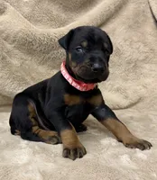 Male Euro 4 Maroon Collar , a male Doberman Pinscher for sale in Newton, NC – 1 of 10