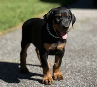 Blue Collar Boy , a male Doberman Pinscher for sale in Newton, NC – 1 of 10