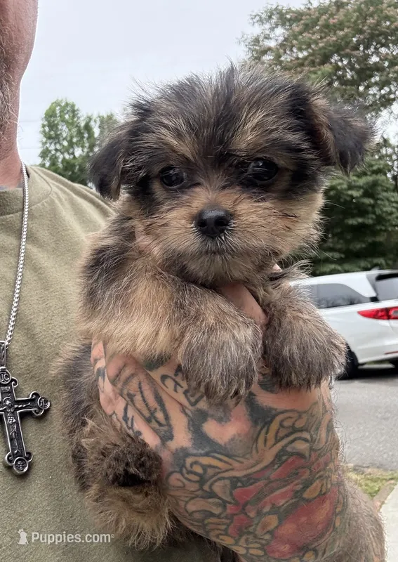 Yorkie Female 2 – Yorkshire Terrier puppy for sale in Newton, NC
