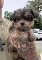 Yorkie Female 2, a female Yorkshire Terrier for sale in Newton, NC – 1 of 5