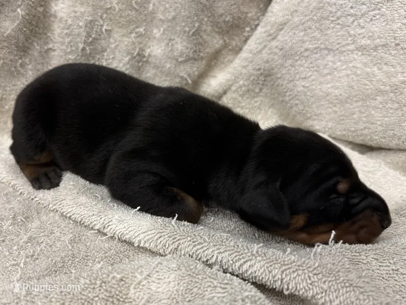 Male 1  – Doberman Pinscher puppy for sale in Newton, NC
