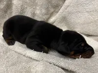 Male 1 , a male Doberman Pinscher for sale in Newton, NC – 1 of 10