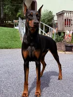 Male 2, a male Doberman Pinscher for sale in Newton, NC – 8 of 10
