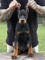 Purple Collar European Female , a female Doberman Pinscher for sale in Newton, NC – 1 of 10