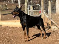 Orange Collar Male , a male Doberman Pinscher for sale in Newton, NC – Photo 8 of 10
