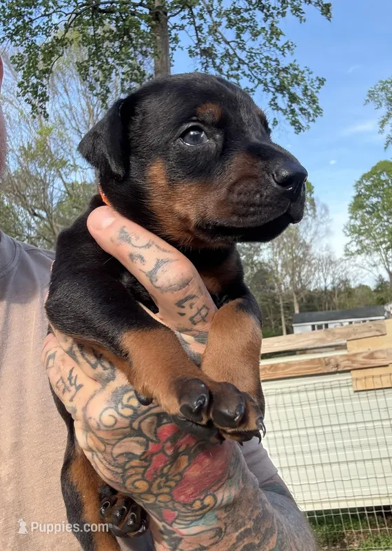 Orange Collar Male  – Doberman Pinscher puppy for sale in Newton, NC