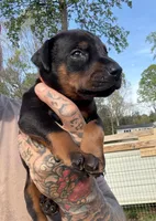 Orange Collar Male , a male Doberman Pinscher for sale in Newton, NC – Photo 1 of 10