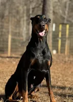 Orange Collar Male , a male Doberman Pinscher for sale in Newton, NC – Photo 7 of 10