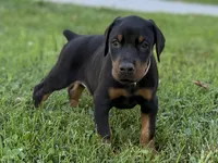Pink Collar Female Euro 1, a female Doberman Pinscher for sale in Newton, NC – 3 of 10