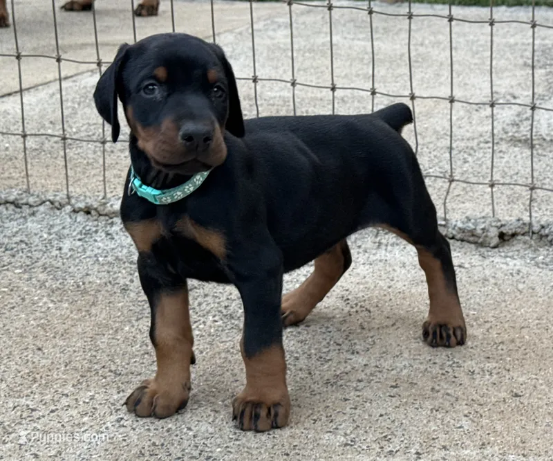 Male Euro 3 Blue Collar  – Doberman Pinscher puppy for sale in Newton, NC