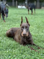 Female Euro 3, a female Doberman Pinscher for sale in Newton, NC – 6 of 10