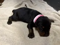 Female Euro 3, a female Doberman Pinscher for sale in Newton, NC – 2 of 10