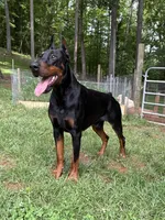 Female Euro 3, a female Doberman Pinscher for sale in Newton, NC – 8 of 10