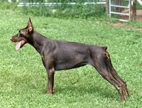 Female Euro 3, a female Doberman Pinscher for sale in Newton, NC – 3 of 10
