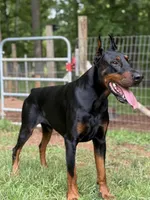 Female Euro 3, a female Doberman Pinscher for sale in Newton, NC – 7 of 10
