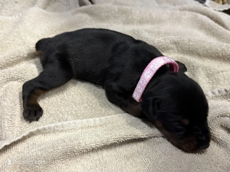 Female Euro 3 – Doberman Pinscher puppy for sale in Newton, NC