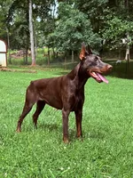 Female Euro 3, a female Doberman Pinscher for sale in Newton, NC – 4 of 10