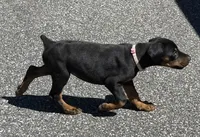 Pink Collar Female Euro 1, a female Doberman Pinscher for sale in Newton, NC – 5 of 10