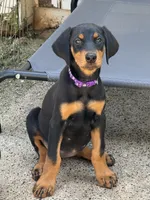 Female 1, a female Doberman Pinscher for sale in Newton, NC – 2 of 8