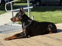 Female 1, a female Doberman Pinscher for sale in Newton, NC – 6 of 10
