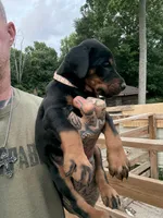 Pink Collar Female Euro 1, a female Doberman Pinscher for sale in Newton, NC – 3 of 9