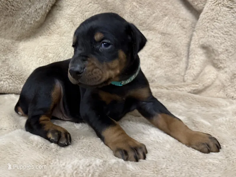 Male Euro 3 Blue Collar , a male Doberman Pinscher for sale in Newton, NC – 1 of 10