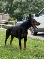 Yellow Collar Female Euro 2, a female Doberman Pinscher for sale in Newton, NC – 8 of 10