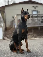 Female 1, a female Doberman Pinscher for sale in Newton, NC – 5 of 10