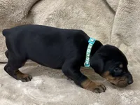 Male Euro 3 Blue Collar , a male Doberman Pinscher for sale in Newton, NC – 3 of 10