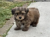 Yorkie Male 2, a male Yorkshire Terrier for sale in Newton, NC – 3 of 5
