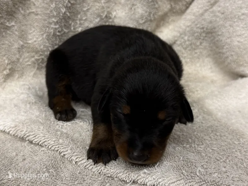 Female 3 – Doberman Pinscher puppy for sale in Newton, NC