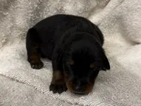 Female 3, a female Doberman Pinscher for sale in Newton, NC – 1 of 10