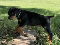 Blue Collar Boy , a male Doberman Pinscher for sale in Newton, NC – 5 of 10