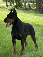 Male Euro 1 Brown Collar , a male Doberman Pinscher for sale in Newton, NC – 5 of 10